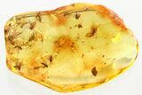 Fossil Fungus Gnat Swarm (Sciaridae) In Baltic Amber - ~ Gnats! #372507-3
